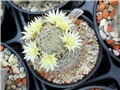 Mammillaria duwei